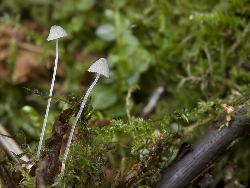 Mycena aciculata